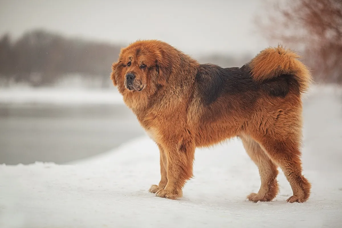 Eine Tibetdogge liegt auf einer Wiese und blickt aufmerksam in die Ferne.