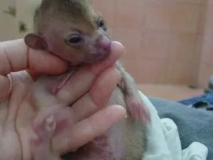 Eine Wickelbärmutter kümmert sich um ihr Junges, das sich an sie klammert