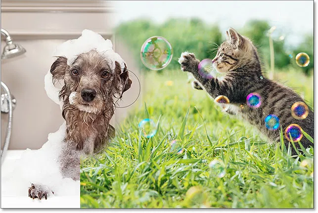 Einige Bereiche des Katzenfotos mit dem Radiergummi-Werkzeug löschen, um das Hundefoto dahinter sichtbar zu machen.