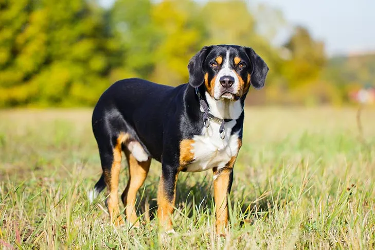 Entlebucher Sennenhund steht auf einem Feld