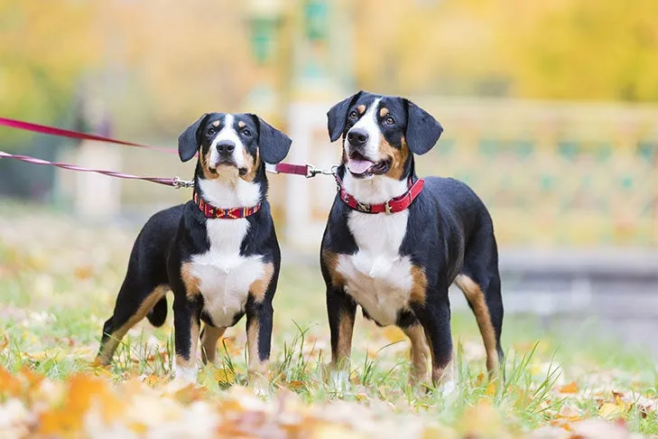 Entlebucher Sennenhunde an der Leine im Park