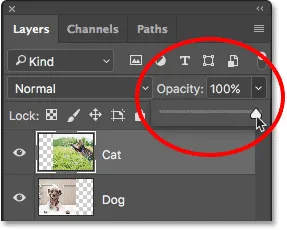 Erhöhung des Deckkraftwerts zurück auf 100%.