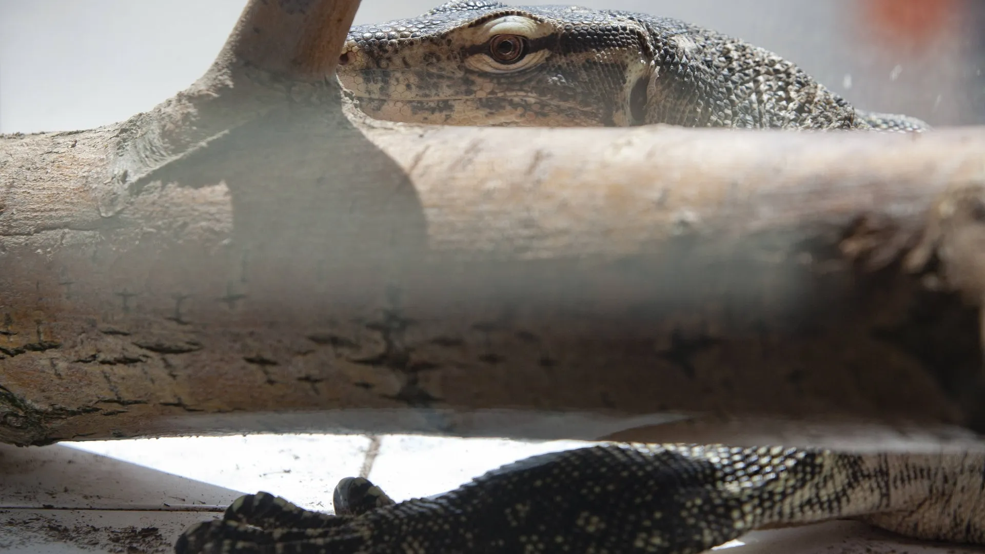 Exotische Tiere enden häufig im Tierheim: Bindenwaran hinter einem Ast im Tierheim Berlin