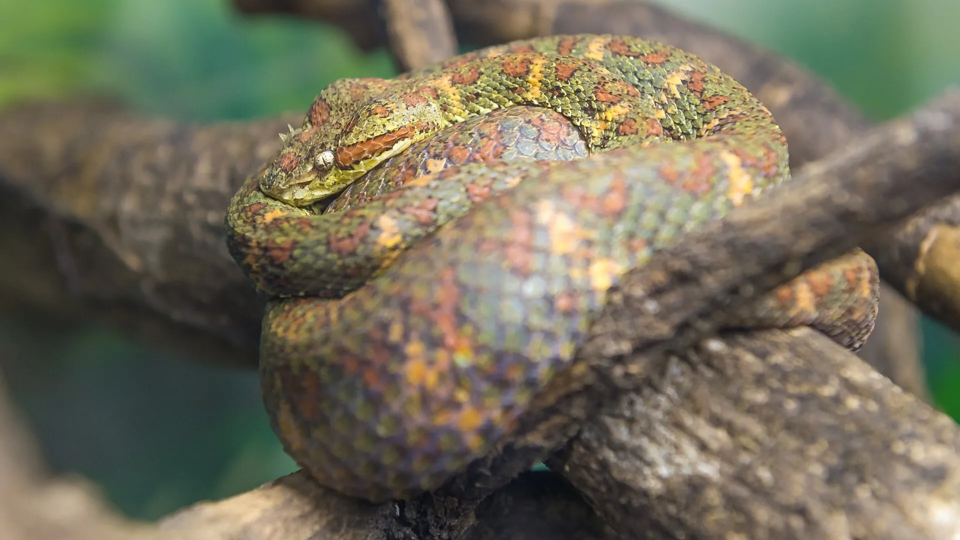 Eyelash Viper (Bothriechis Schlegelii) zusammengerollt auf einem Ast: Nachdem eine Giftschlange aus Privathaltung entwich, erließ Nordrhein-Westfalen ein Verbot für Gifttiere