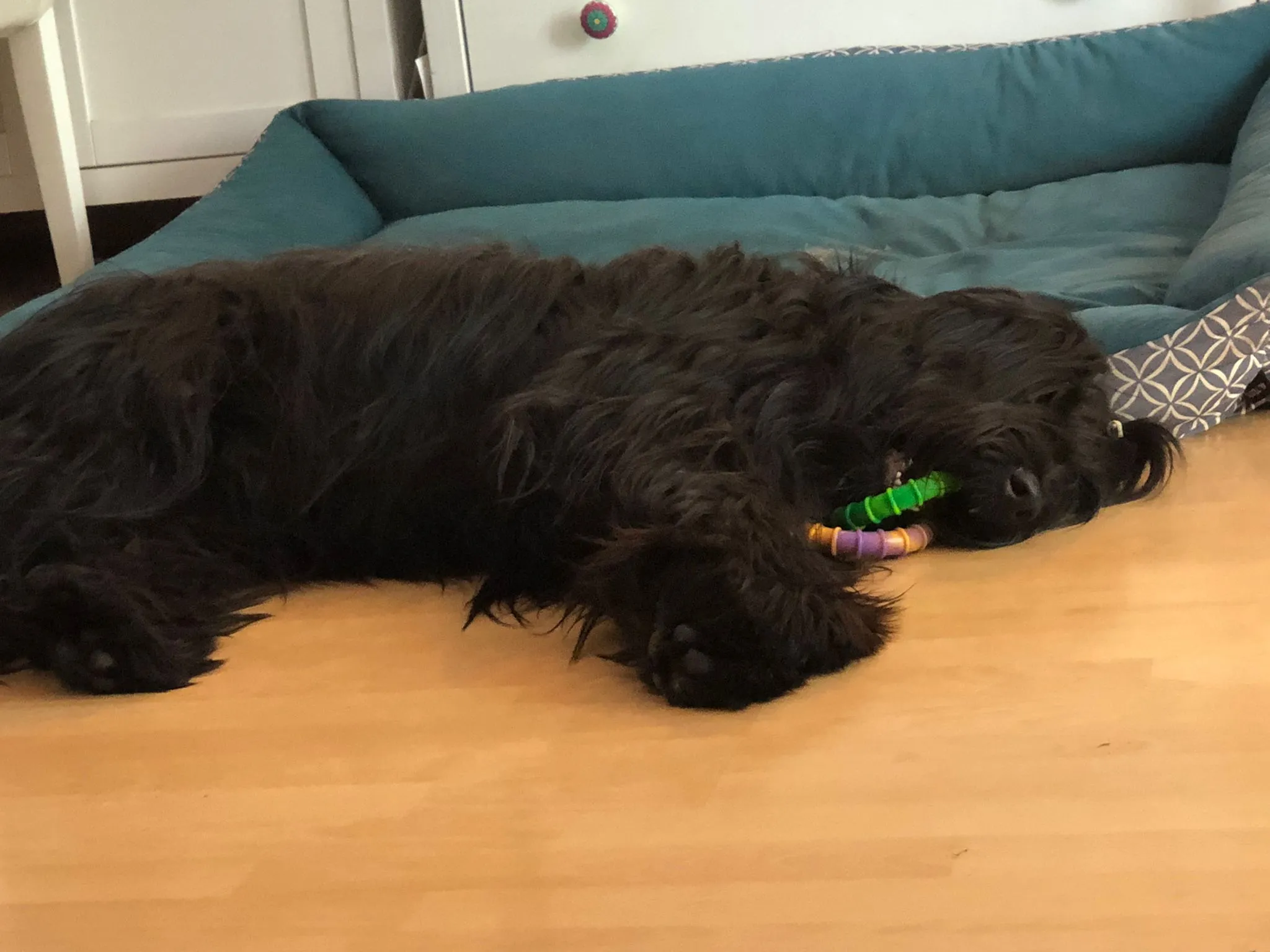 Familie mit Briard H-Wurf