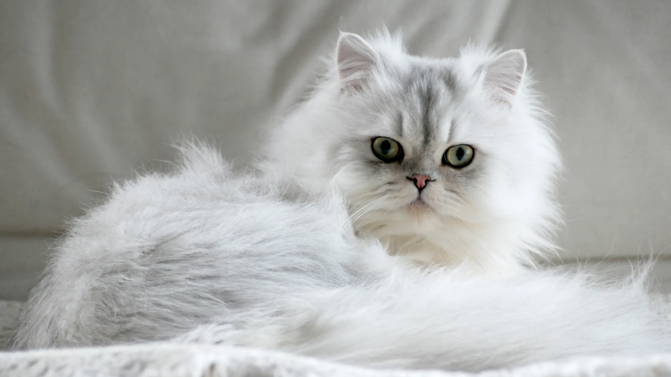 Farbabteilungen der Feline Fanciers‘ Association für Perserkatzen