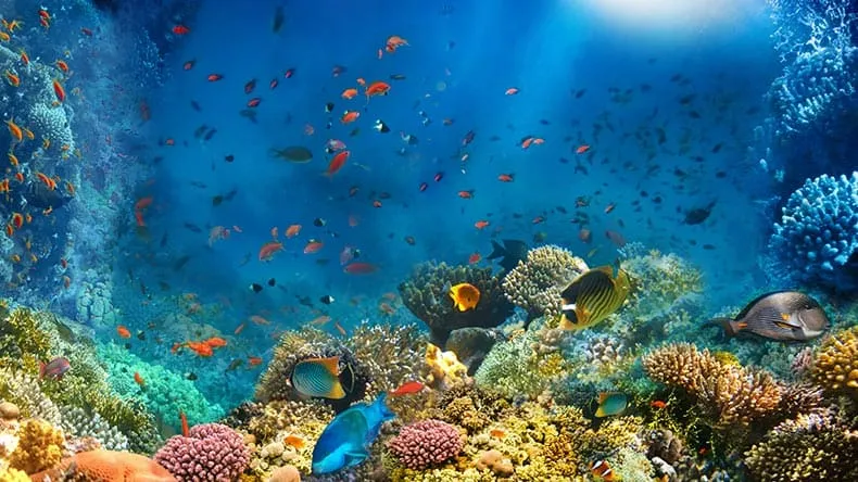 Farbenfrohe Korallen und Fische beim Schnorcheln im Roten Meer in Ägypten