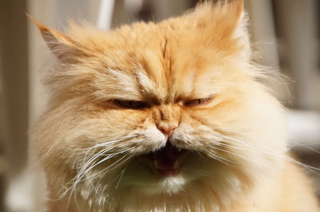 Fauchende Katze zeigt Abwehrhaltung