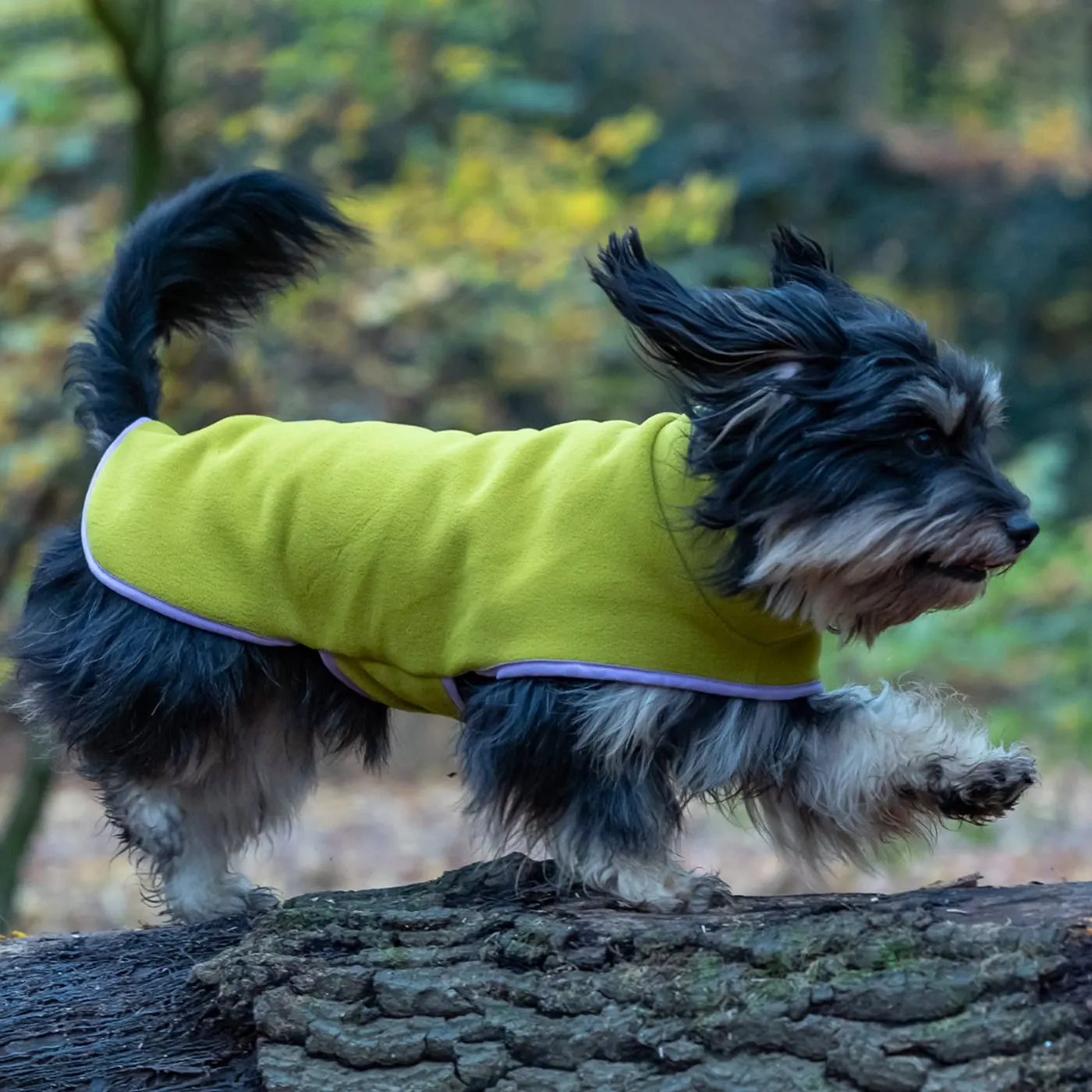 Fiete, ein Golden Retriever, trägt einen grünen Wrap Hundemantel