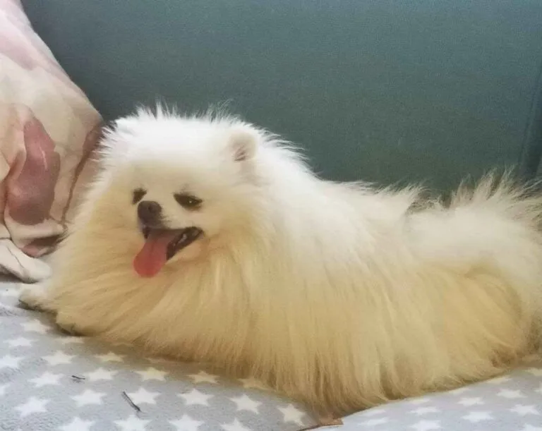 Flauschwunder Filipo