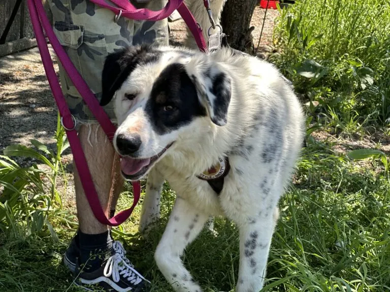 Flecki mit einzigartigem Aussehen