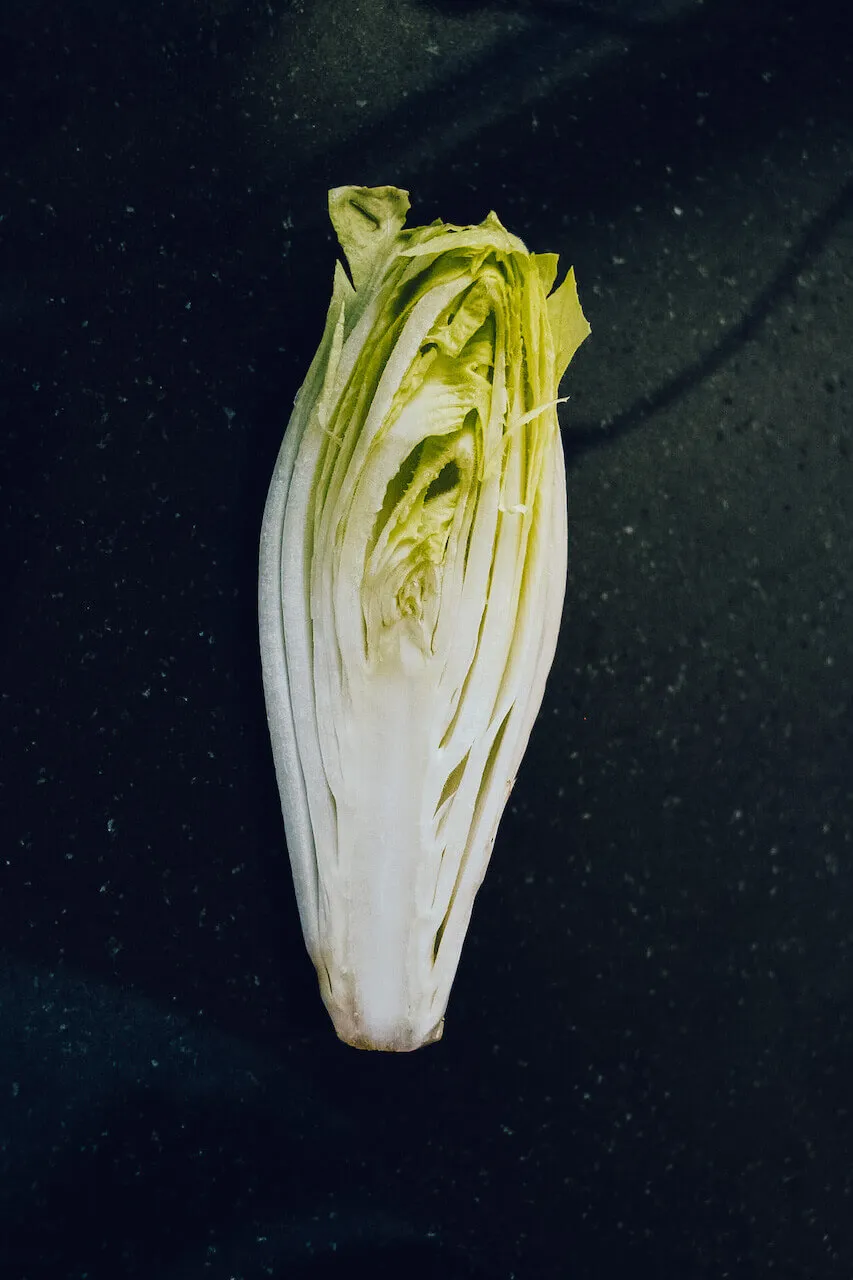 Frisch blanchierter Chicorée, bereit für die weitere Zubereitung