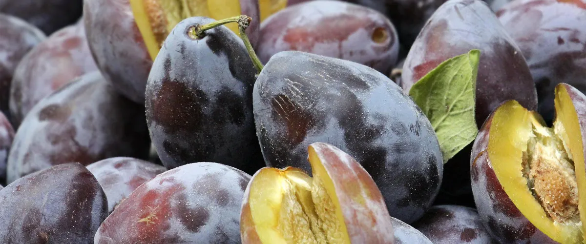 Frisch destillierter Zwetschgenschnaps in einer Kupferbrennblase