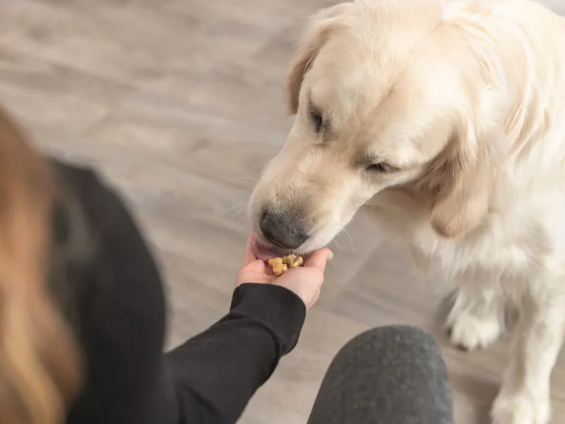 Frisch gebackene Hundekekse in Knochenform liegen zum Trocknen auf einem Gitterrost vor einem hellblauen Hintergrund