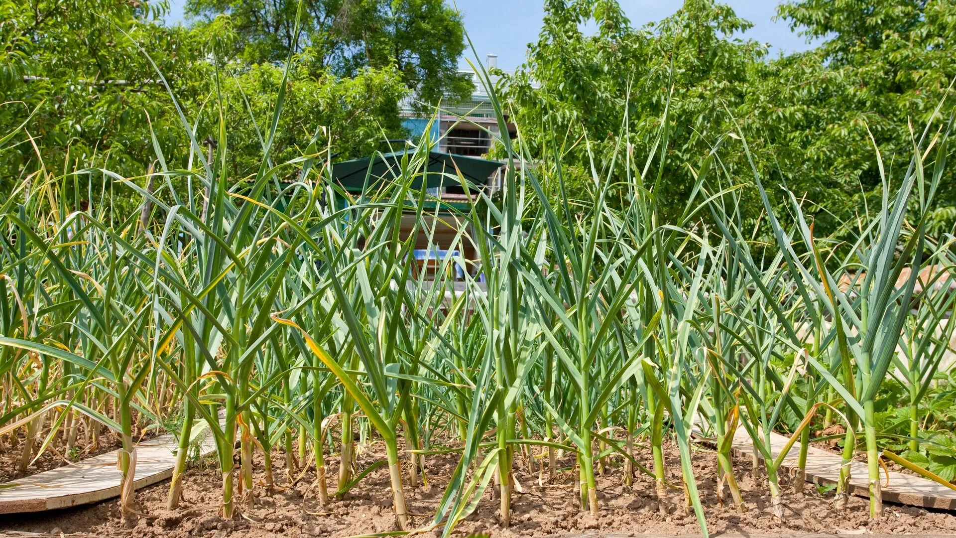 Frisch geernteter Lauch aus dem Garten, ein vielseitiges Gemüse, das fast ganzjährig geerntet werden kann