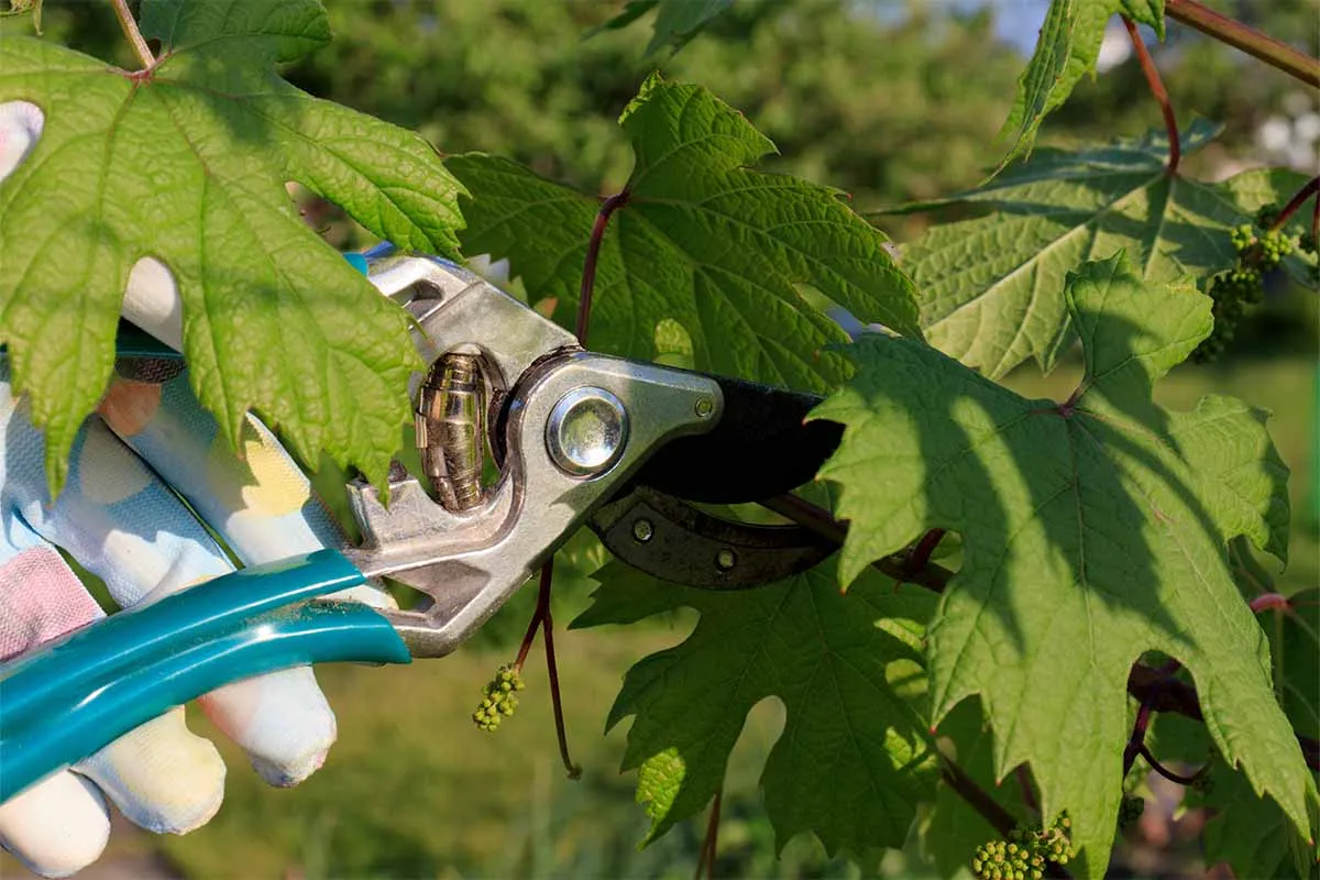 Frisch geschnittene Weinblätter, ideal zur Weiterverarbeitung zu gefüllten Weinblättern