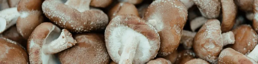 Frische Champignons und Shiitake-Pilze auf einem Brett