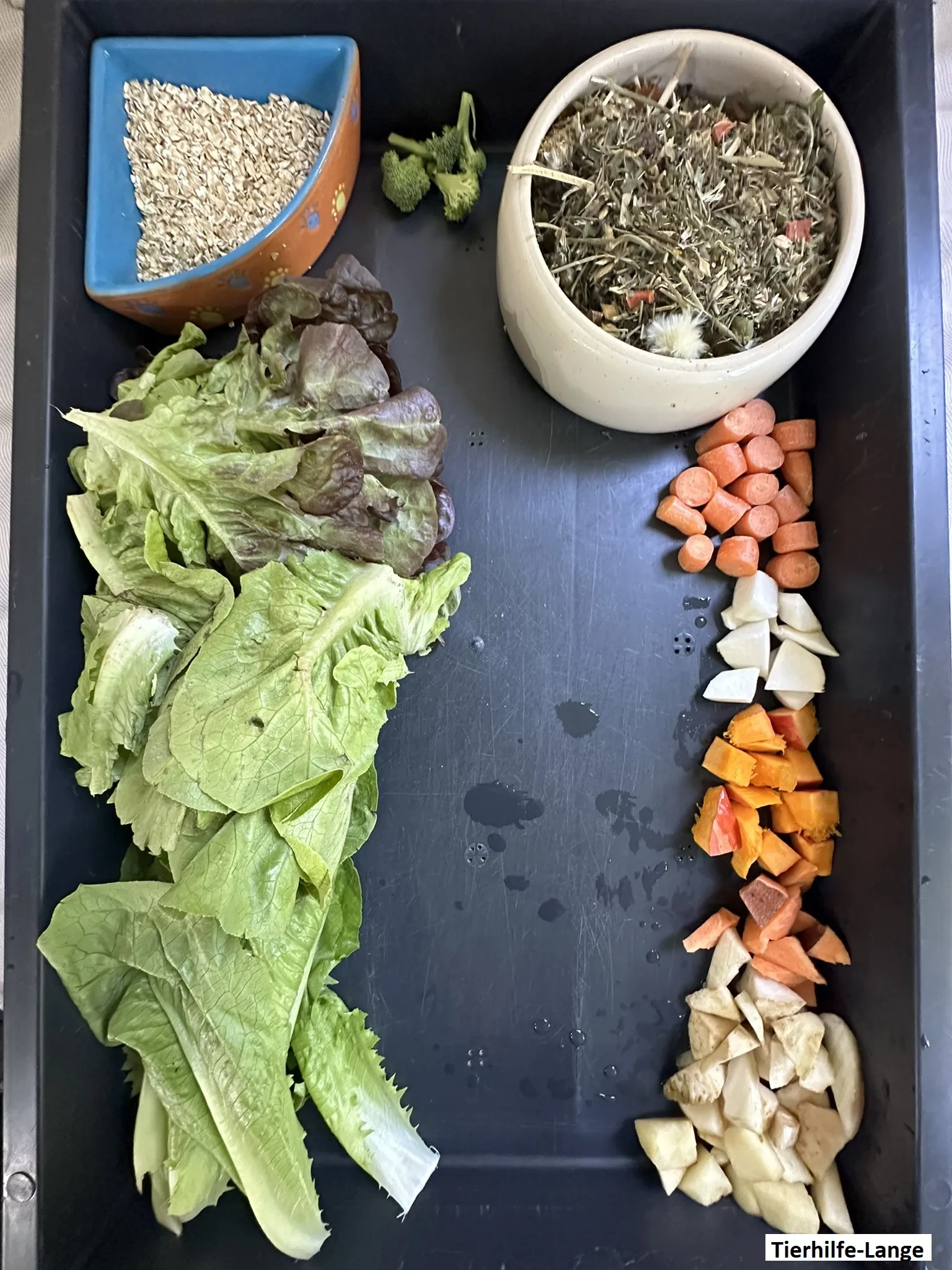 Futterangebot für Nutria-Babys in einer flachen Schale zur Gewöhnung an feste Nahrung