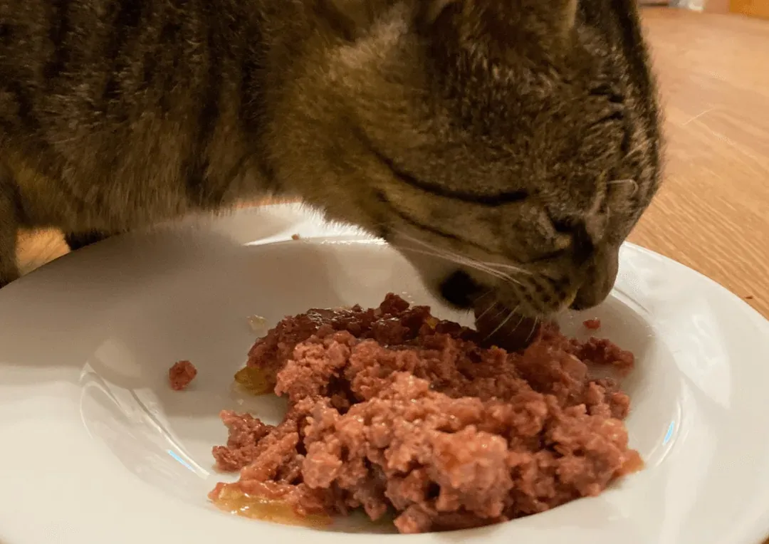 Fütterungstest mit Katze Elio