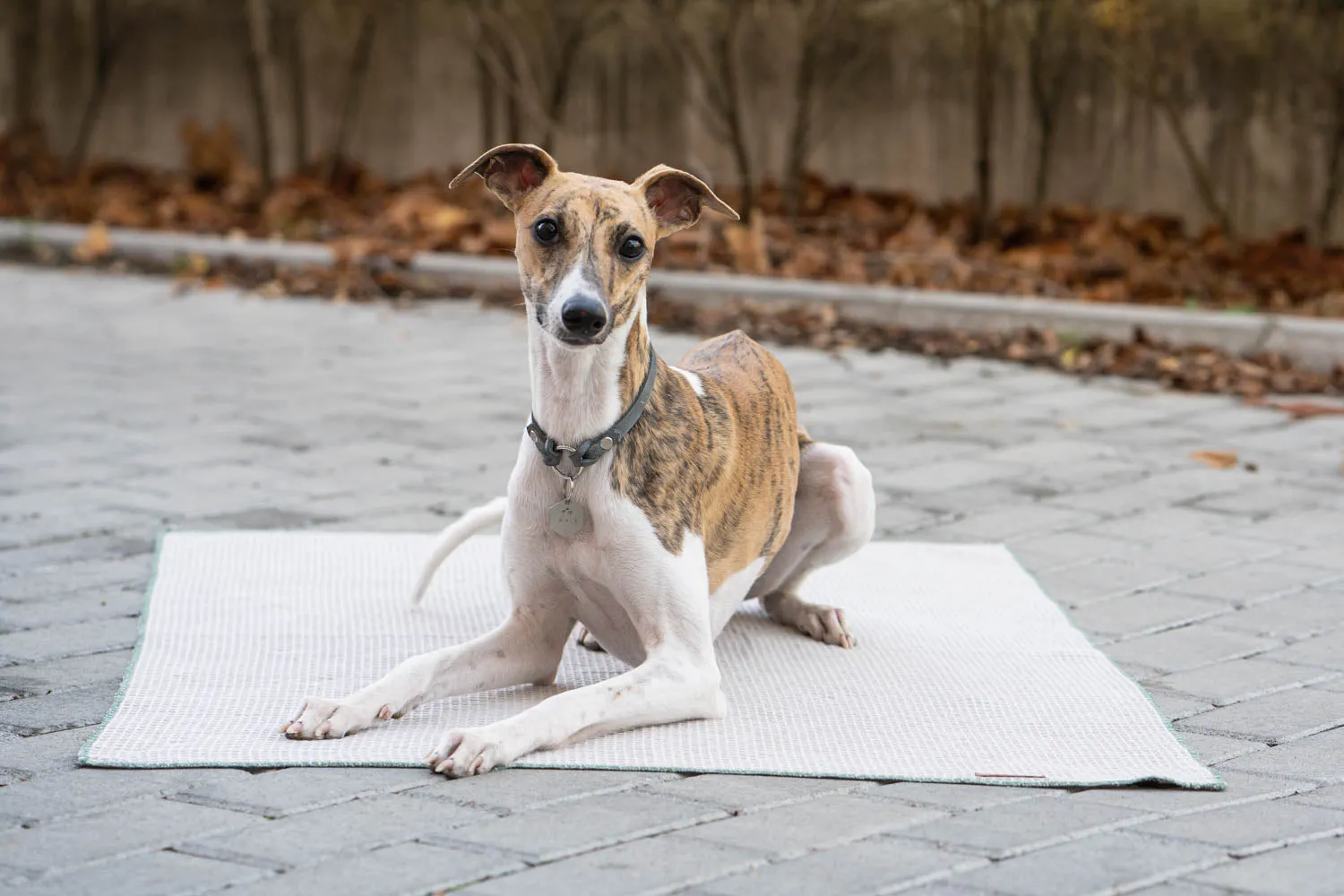 Fynn entspannt sich auf seiner Decke.