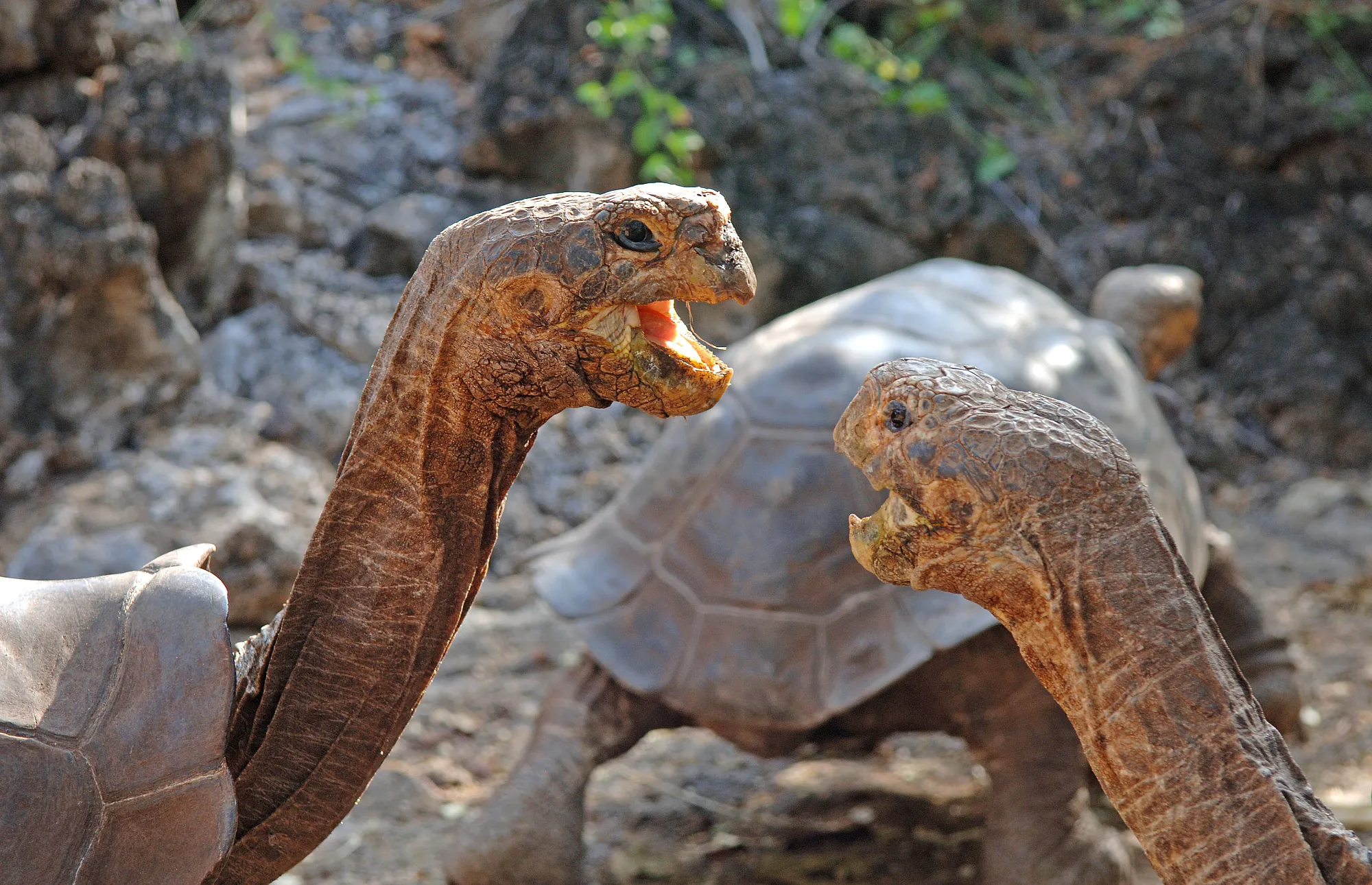 Galapagos-Riesenschildkröten auf der Insel Santa Cruz