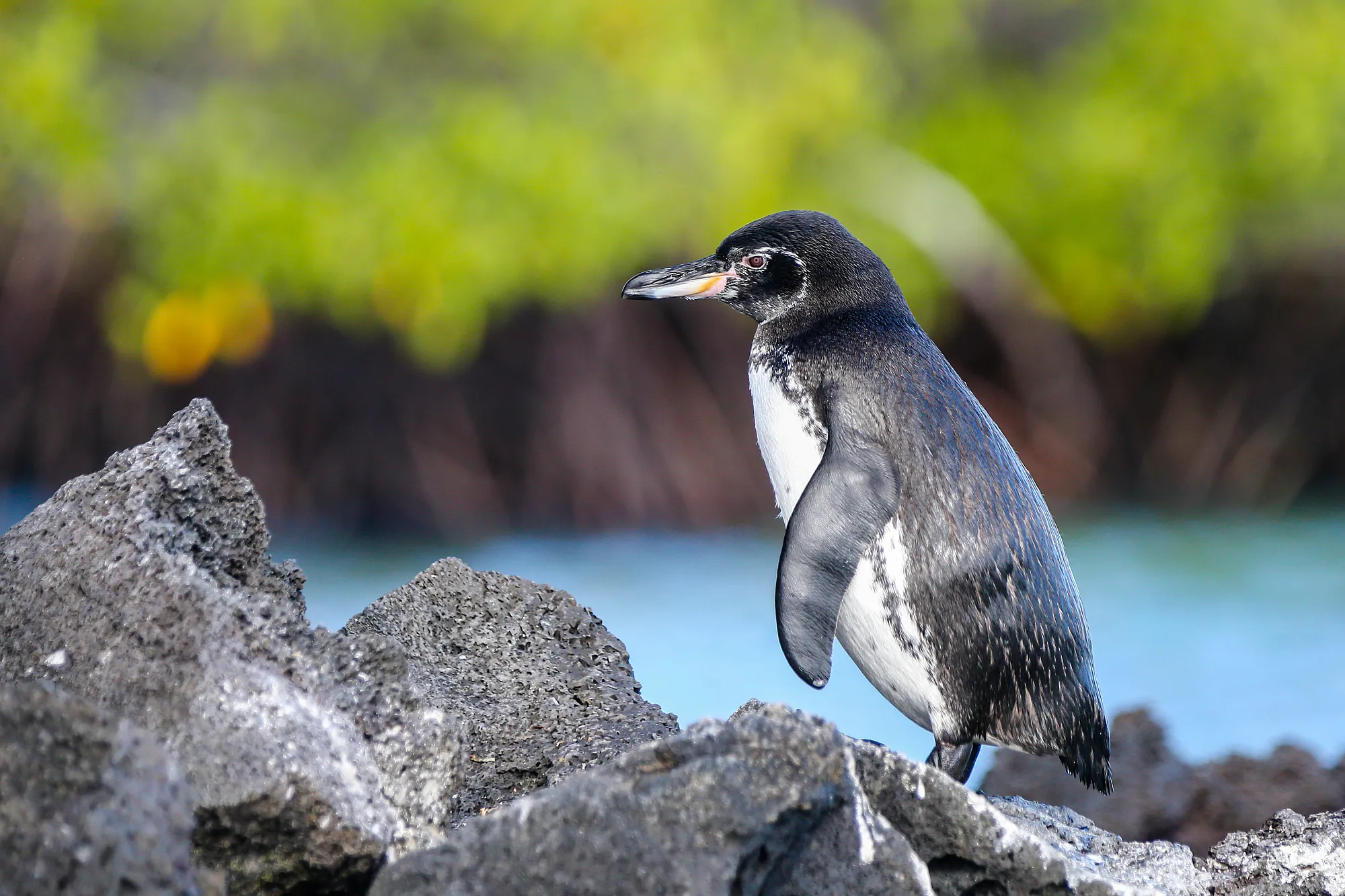 Galapagospinguin an der Elisabeth Bay der Insel Isabela