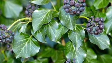 Gemeiner Efeu, Gewöhnlicher Efeu (Hedera helix)