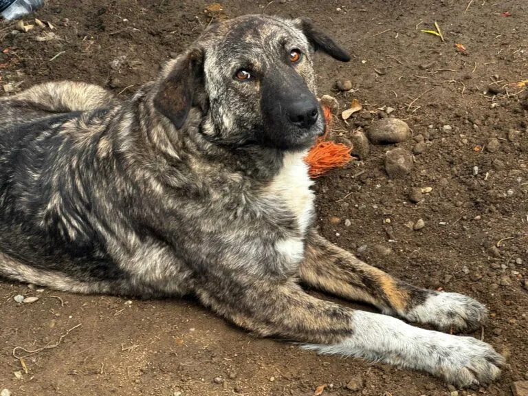 Gerda erobert Herzen