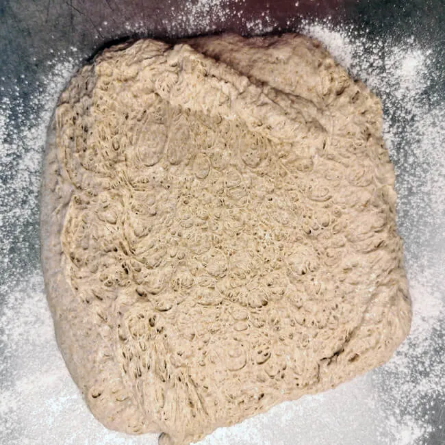 Geruhte Teiglinge in einer Teigwanne nach der Stockgare