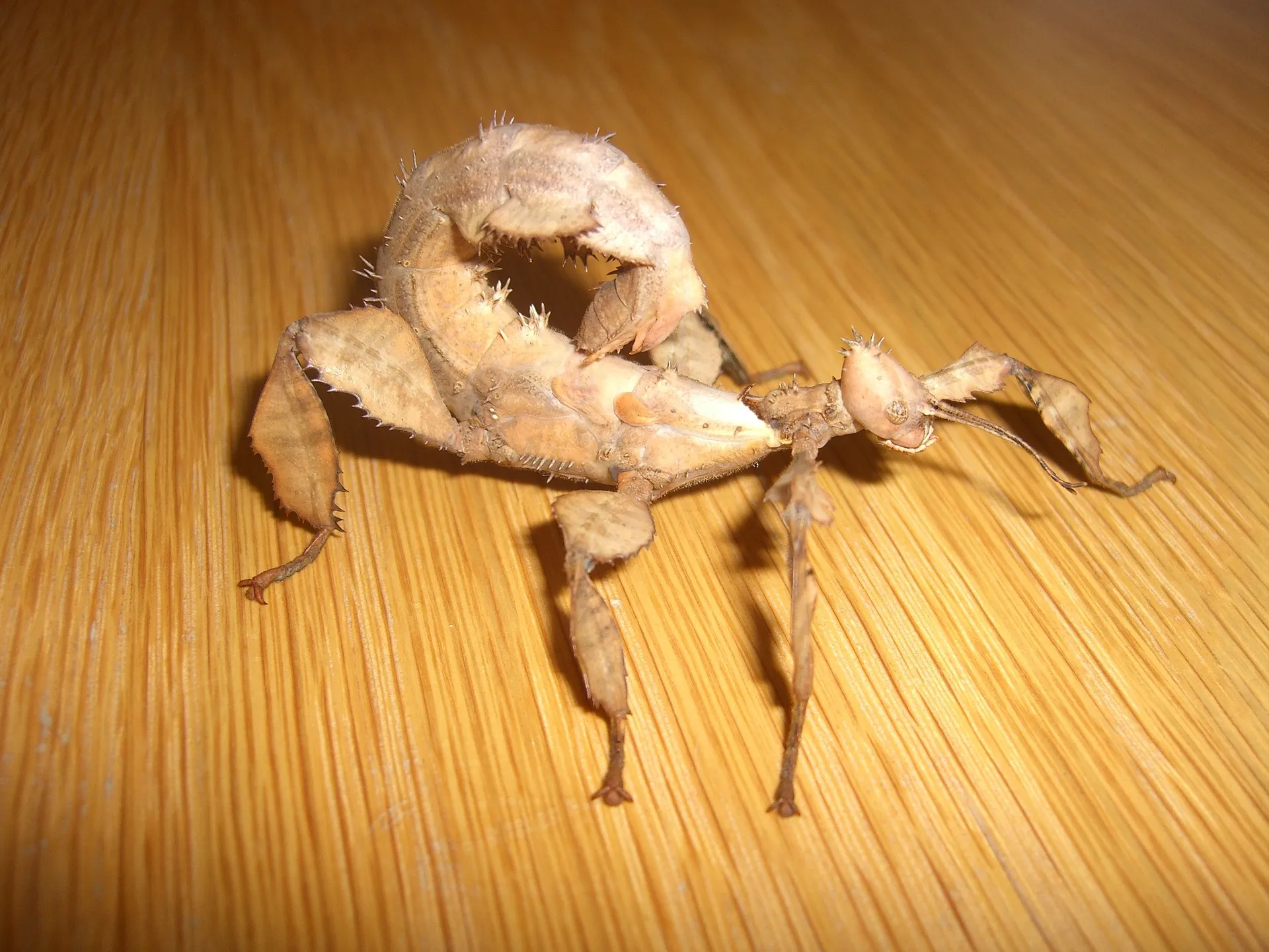 Gespenstschrecke auf Blatt