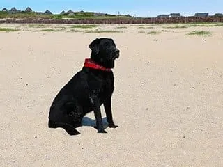 Glücklicher Hund genießt den Strand und die Wellen