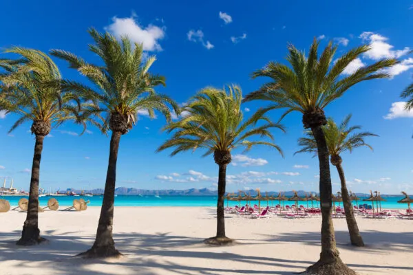 Goldener Sandstrand mit Palmen auf Mallorca unter strahlend blauem Himmel