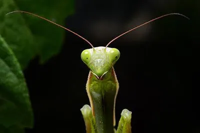 Gottesanbeterin in Pose auf einem Ast