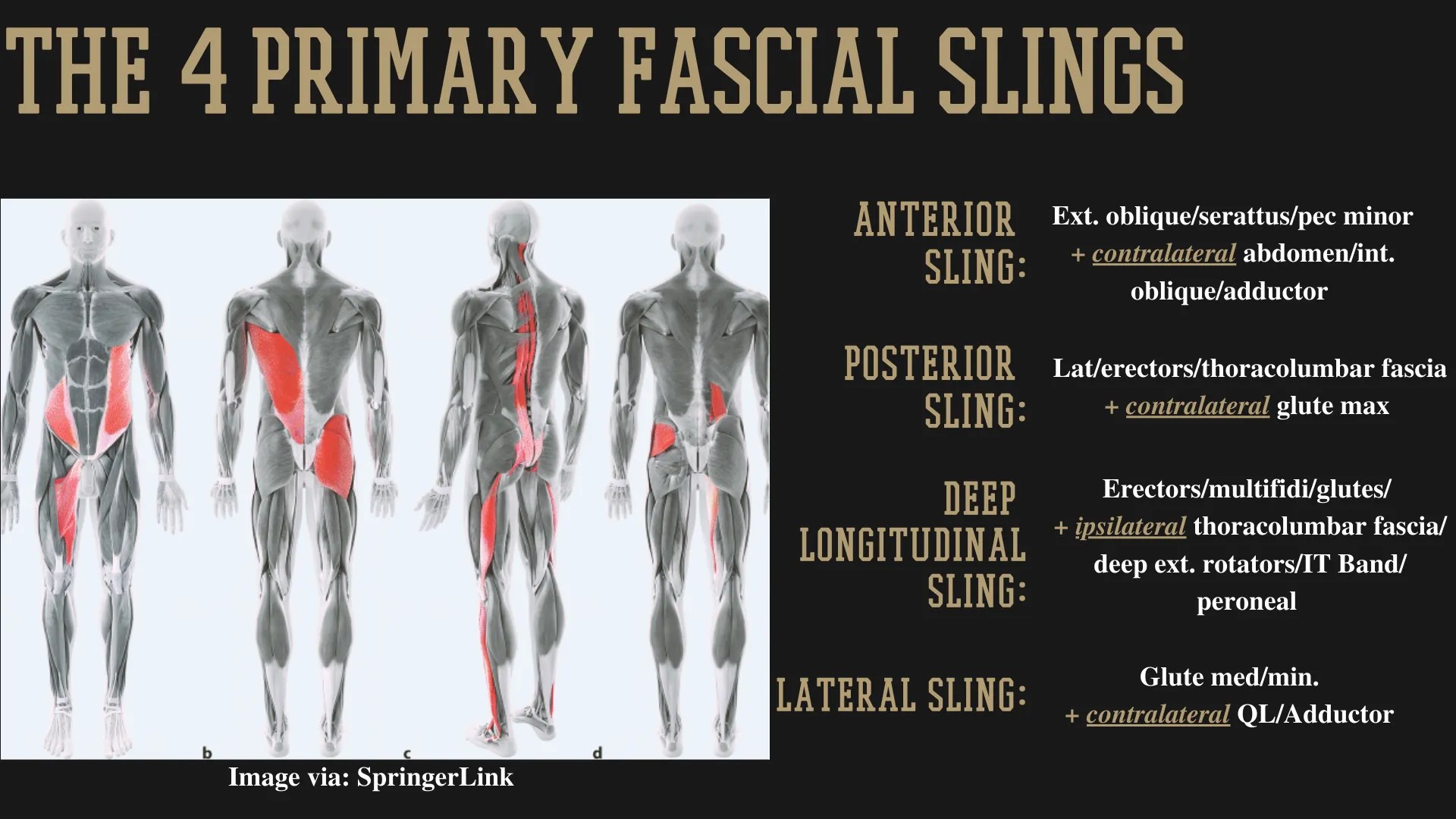Grafik der vier primären faszialen Schlingen: vordere schräge, hintere schräge, tiefe longitudinale und laterale Schlinge