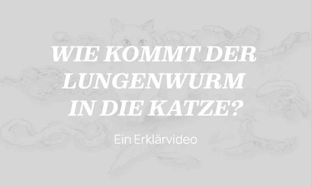 Grafik: Infektionsweg des Lungenwurms bei der Katze