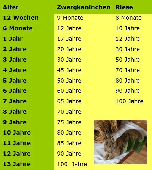 Grafik zum Vergleich von Kaninchenalter in Menschenjahren