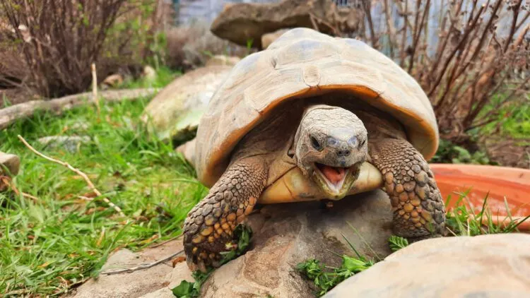 Griechische Landschildkröte in einem naturnah gestalteten Gehege