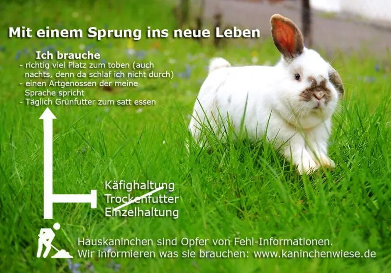 Gruppe von Kaninchen in einem großen, artgerechten Freigehege