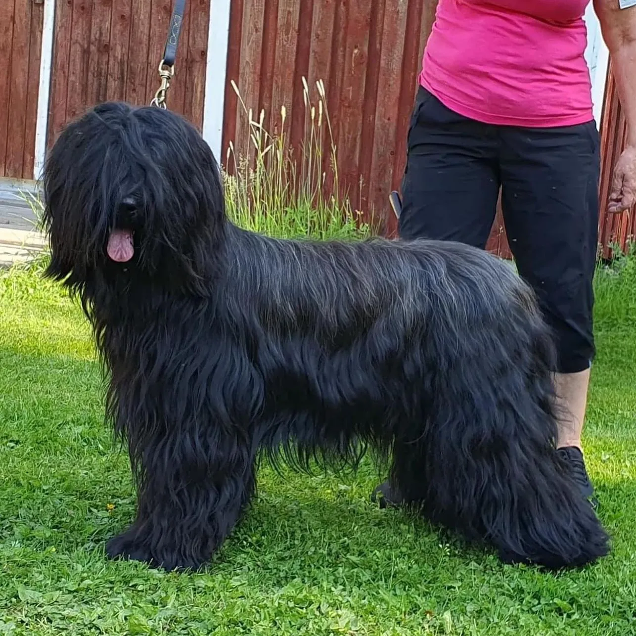 H-Wurf bei Spiel und Kuscheln