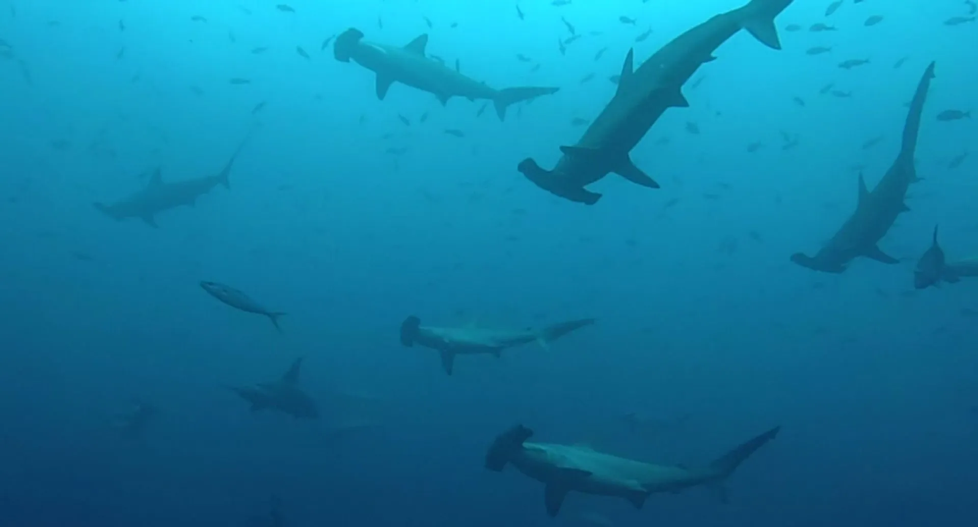 Hammerhaie, die größte Attraktion von Cocos Island, in den nährstoffreichen Gewässern