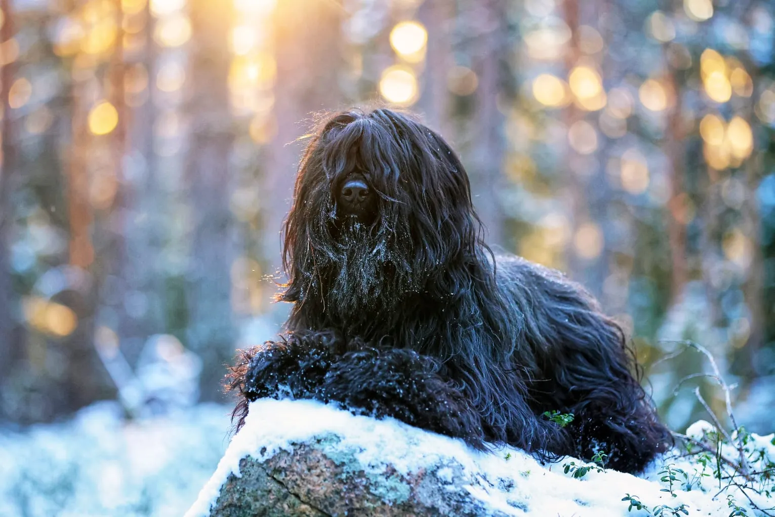 Happy Feet beim Mantrailing und Entspannen am Campingplatz