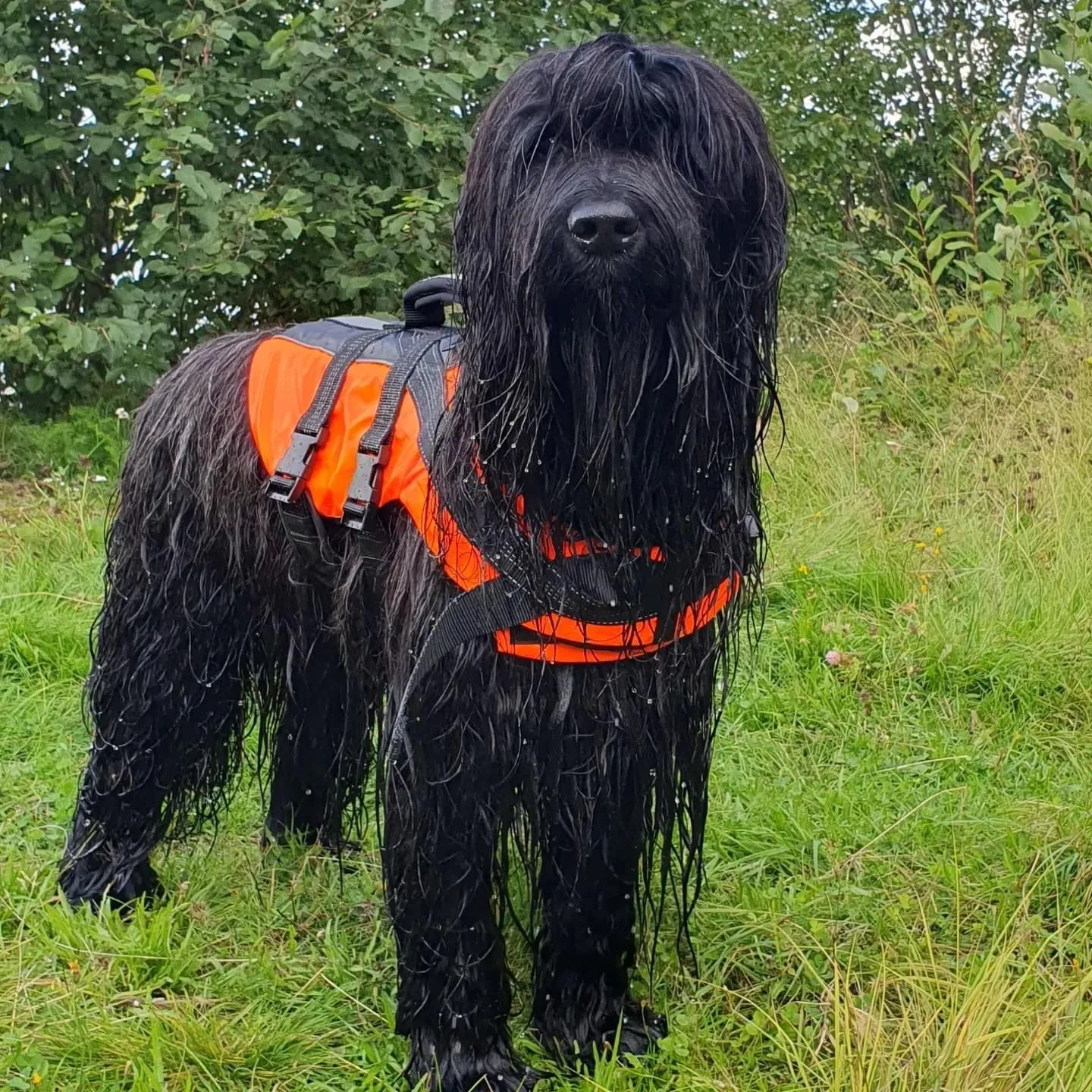 Harieth 2023 in Schweden