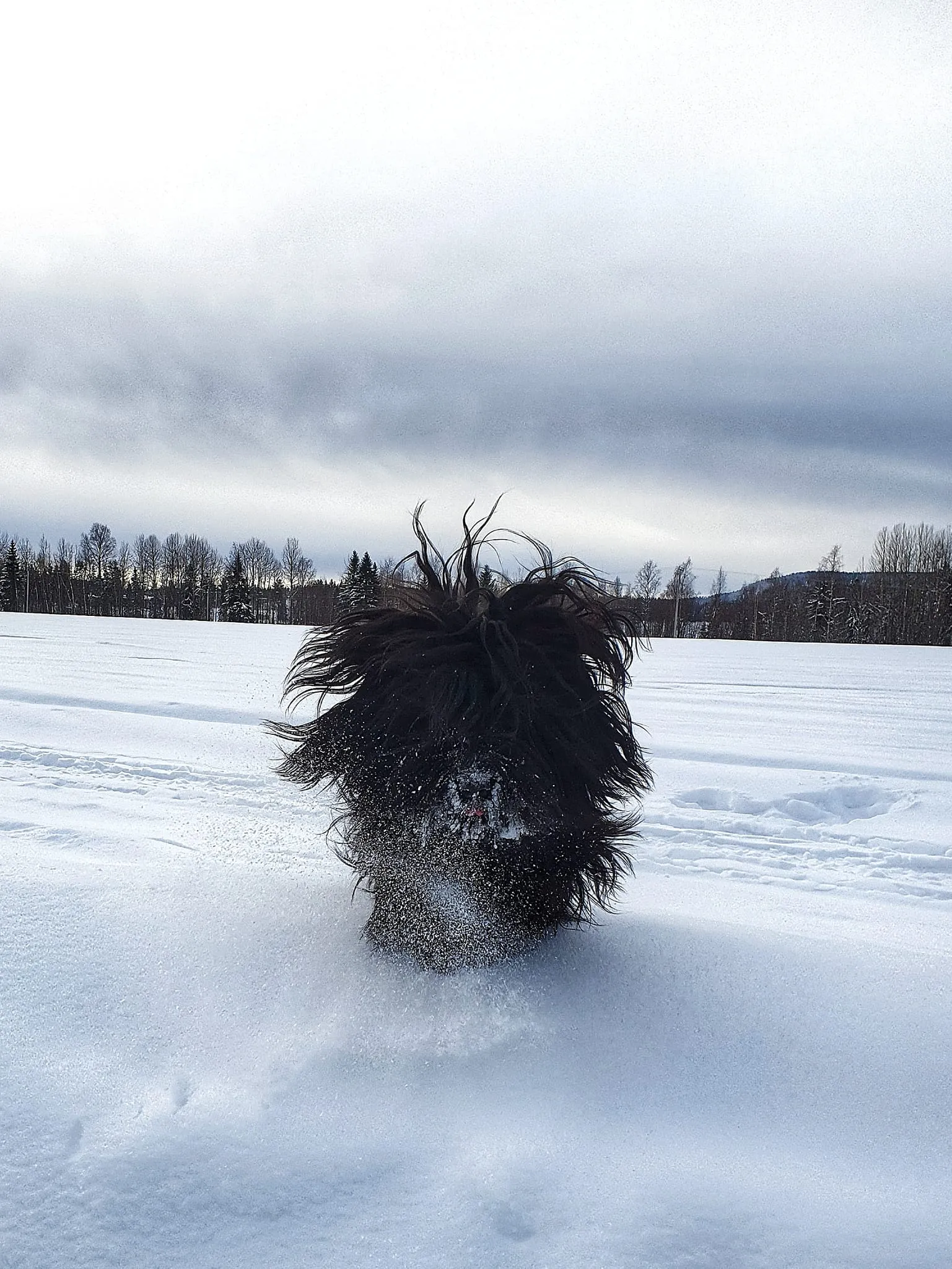 Harieth-Hexa in schwedischen Wäldern bei der Nasenarbeit