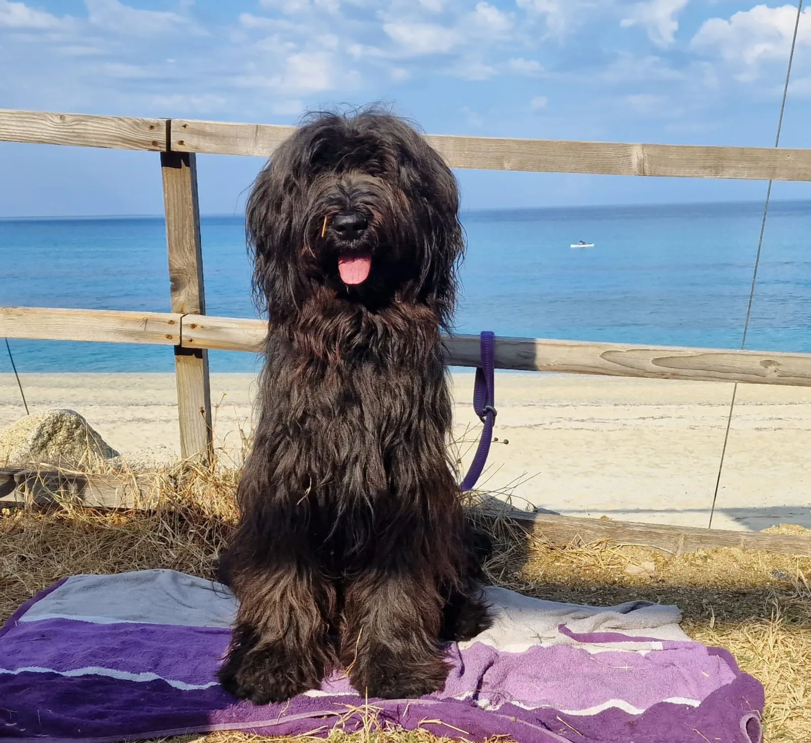 Harieth-Hexa und Herman beim Schwimmen