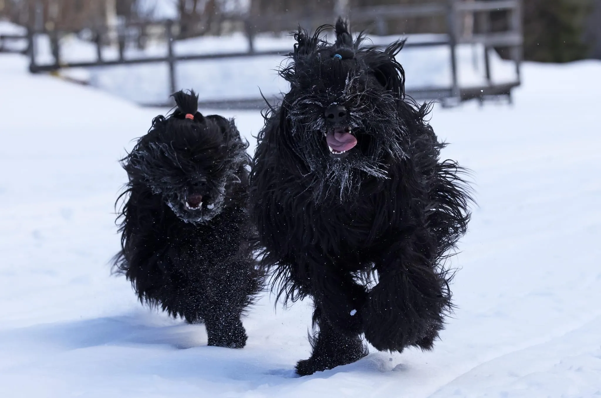 Harry 2024 im Training