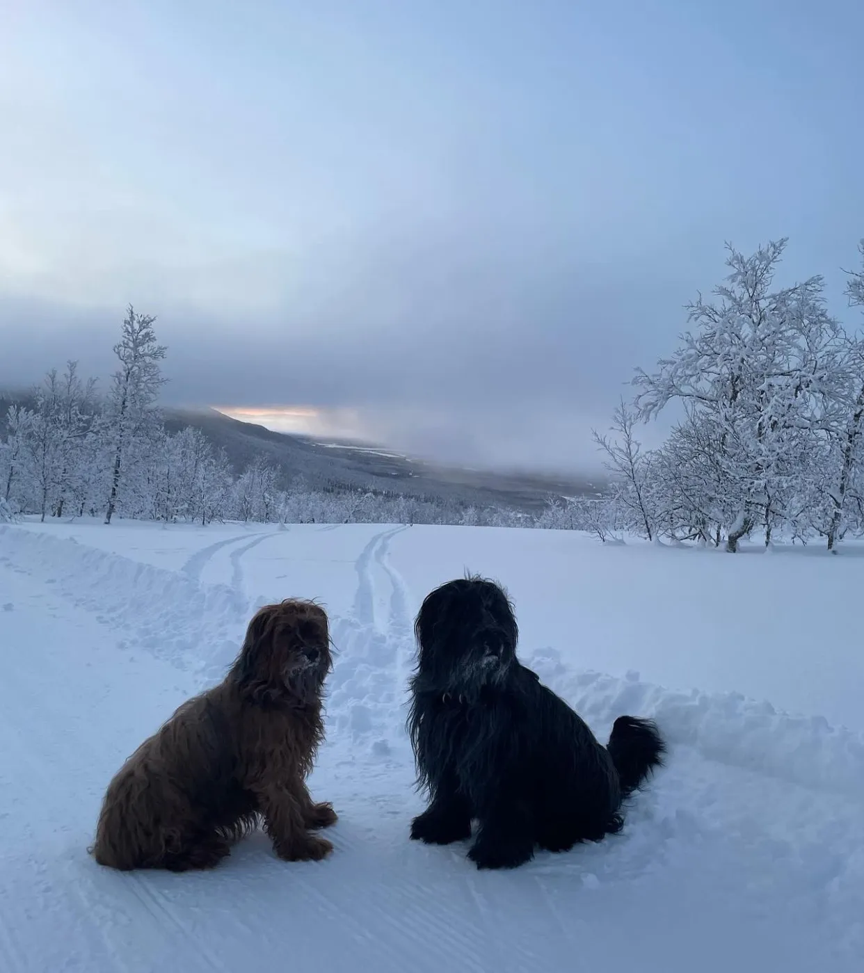 Harry-the-Dirty beim Training für BGH-2