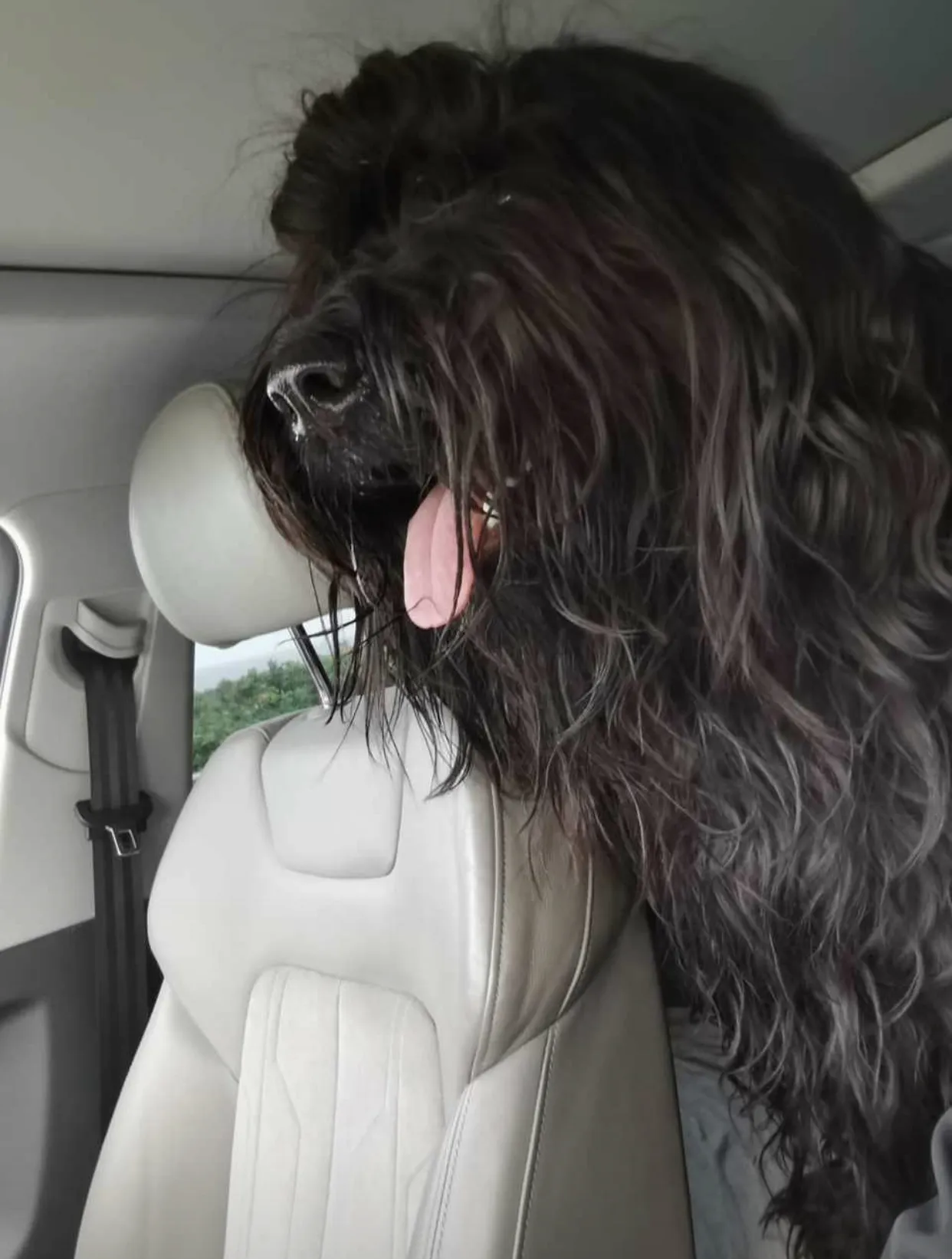 Harry-the-Dirty in Aktion am Hundeplatz