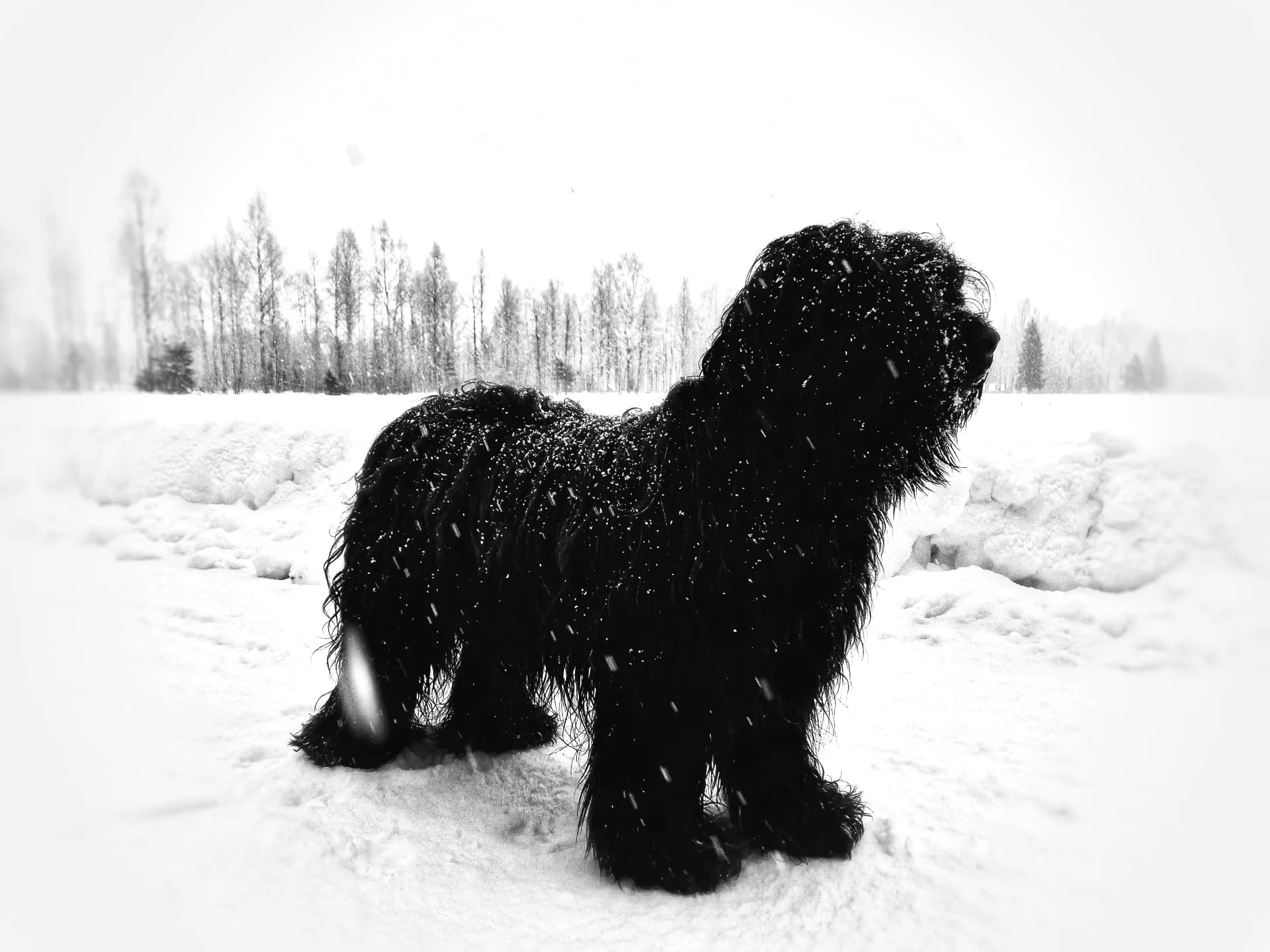 Hawkins beim Autofahren mit Nase im Wind