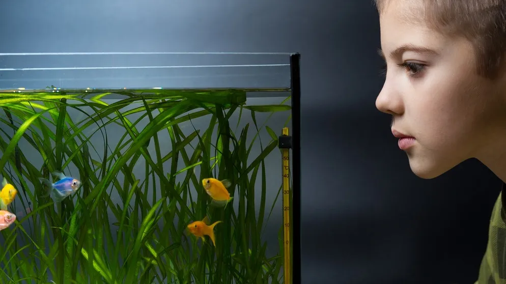 Helles Kinderzimmer mit einem eingerichteten Aquarium, das Ruhe und Faszination ausstrahlt