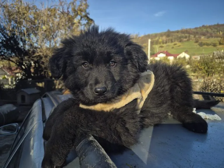 Herzensbrecher Shadow